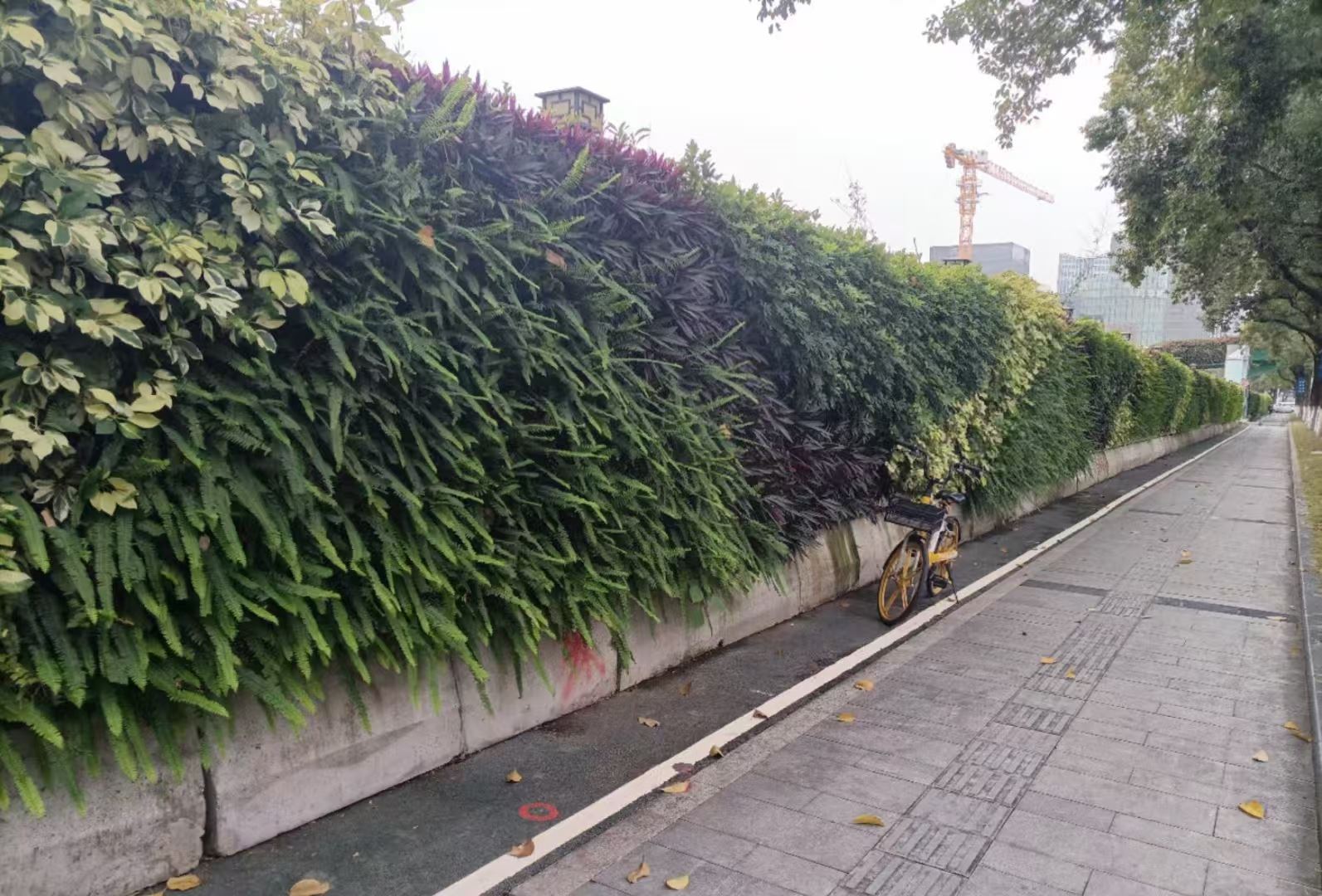 南京 室内绿植造景  厂家