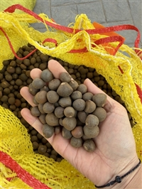 茶树种子茶花种子质量好出芽率高