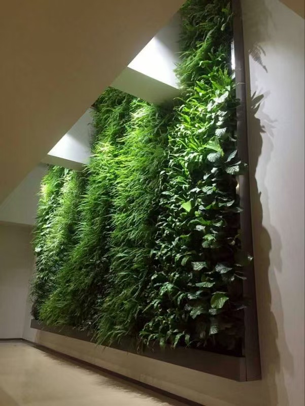 上海 生态植物墙  批发价格