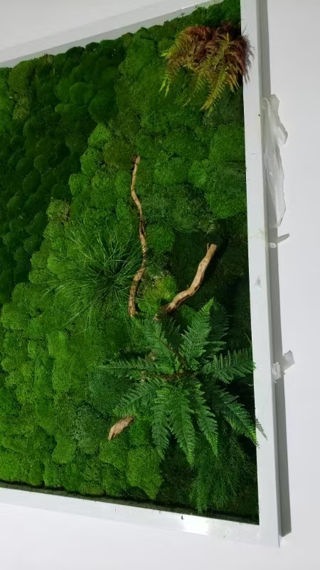泰州 苔藓地毯  款式多样