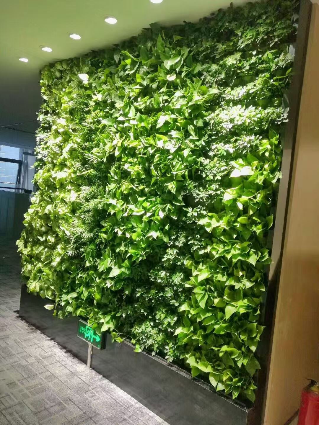 江苏 室内绿植造景  生产厂家