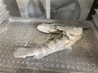 Qingyang liquid nitrogen freezer manufacturer/Zhuoda Yuntong freezer