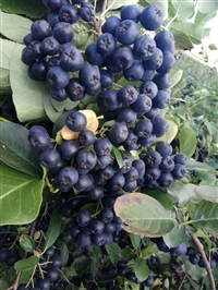 Fruit crushing dragon fruit juicer, commercial juicer, stainless steel peach juicer