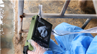 Xuzhou pig B-ultrasound, pig farm B-ultrasound, animal B-ultrasound, pig B-ultrasound machine, price of B-ultrasound for pigs, price of B-ultrasound machine for sows