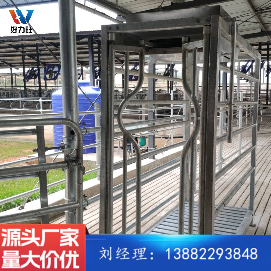 奶牛牦牛肉牛通用保定架 防疫注射检查保定栏 好力旺厂家定制
