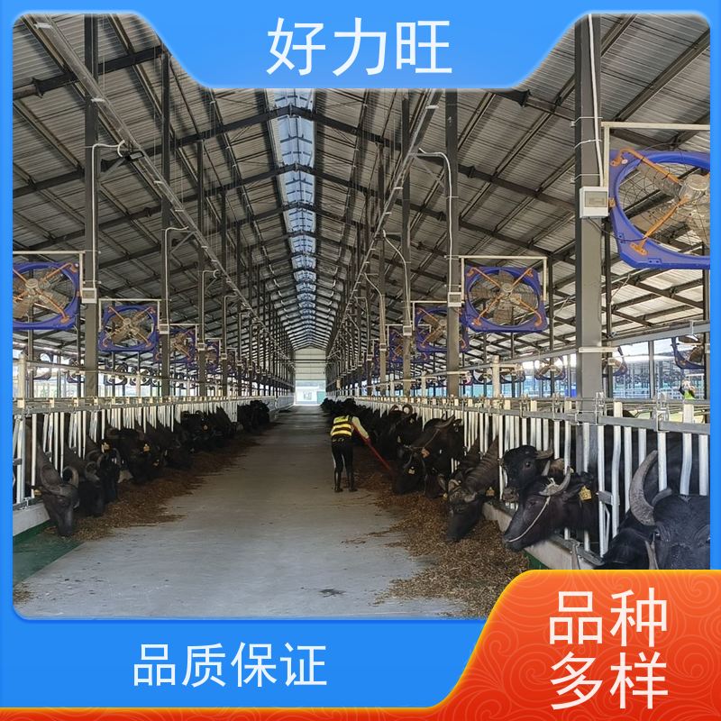 新型加厚热镀锌自锁式牛颈枷 好力旺牛场用牛颈夹 牛场畜牧养殖设备