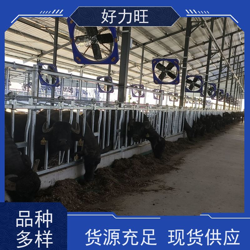 热镀锌牛颈枷 好力旺 防腐多种规格 畜牧养殖饲喂