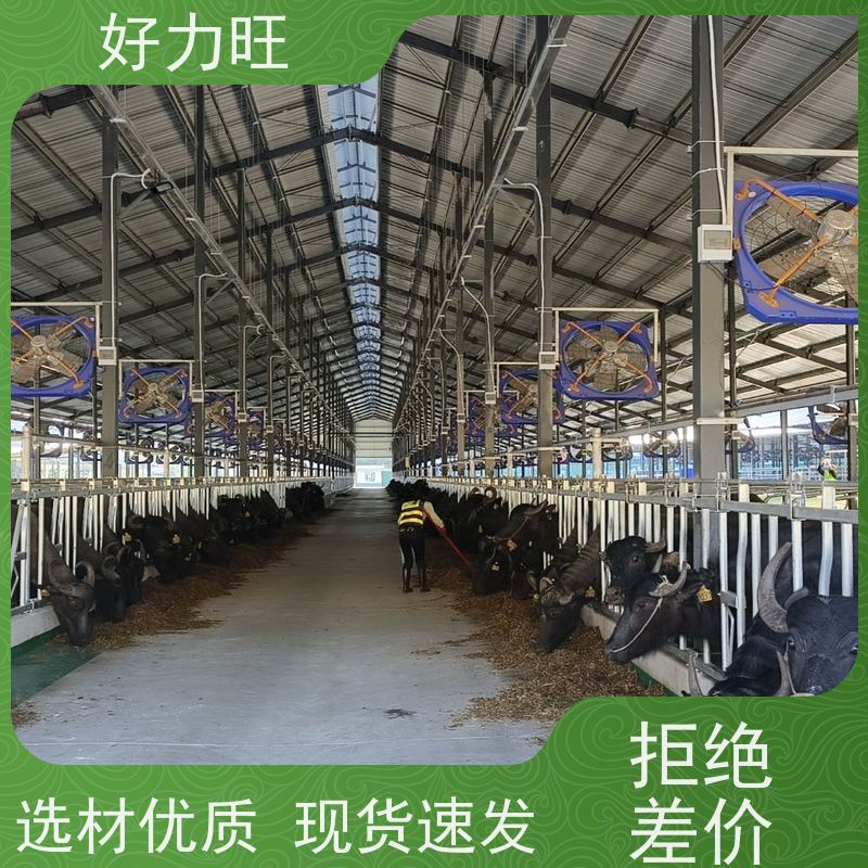 加厚材质新型自锁式牛颈枷 大小奶牛通用 热镀锌定制