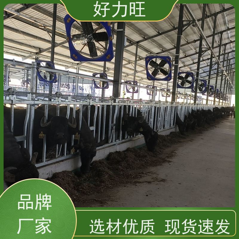 热镀锌牛颈枷 好力旺 牛羊养殖设备 养牛设备牛颈夹