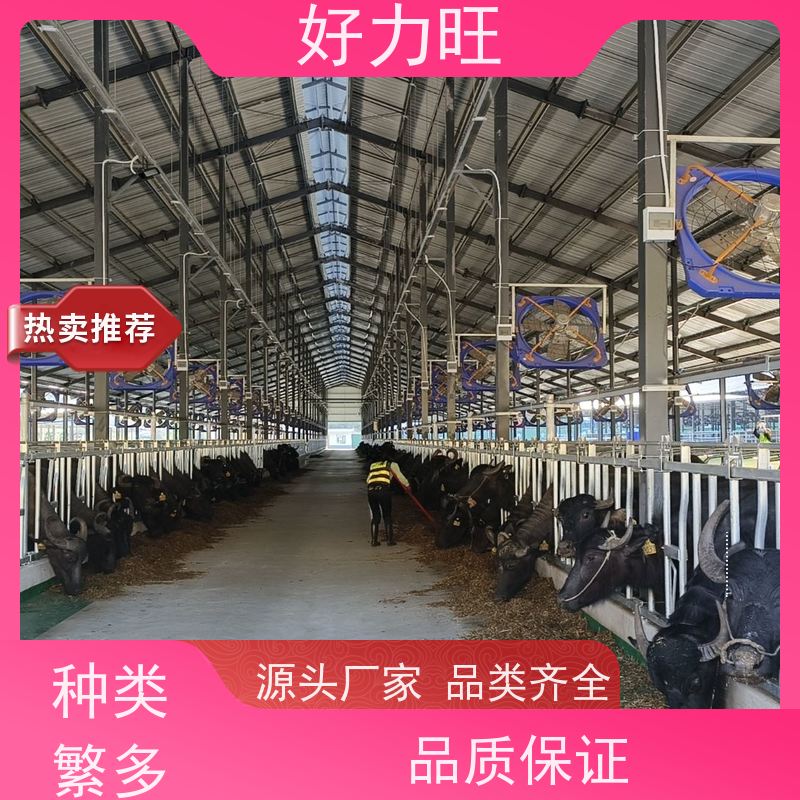 可调节牛颈枷 畜牧养殖业养牛设备 耐酸碱抗腐蚀 好力旺