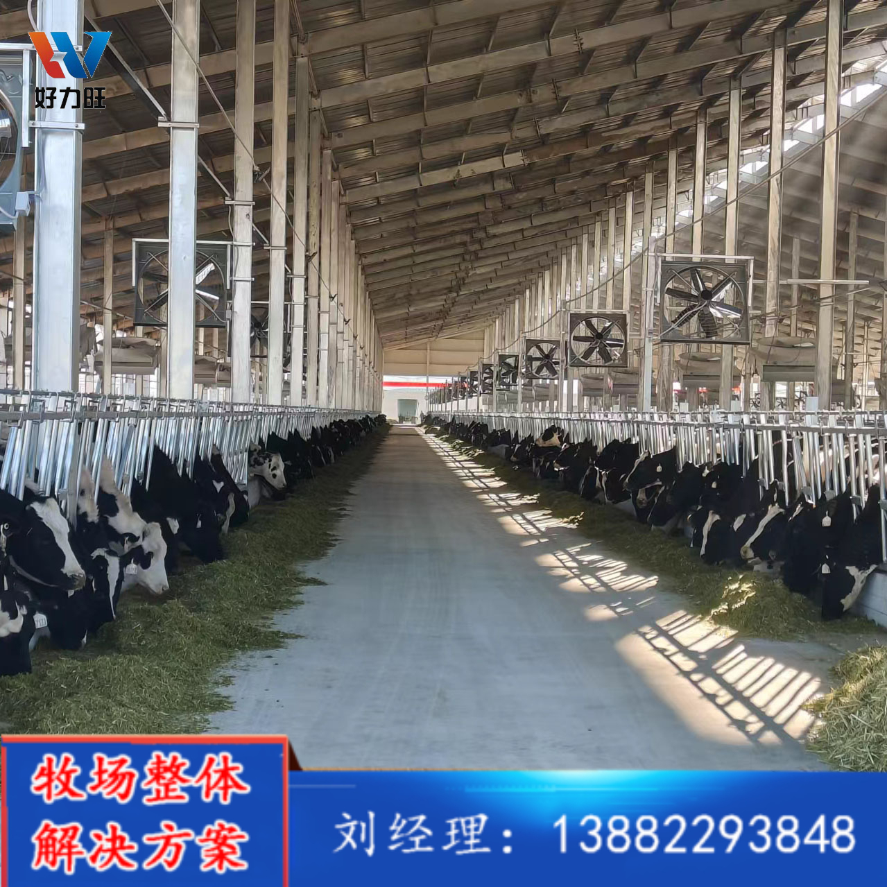 大型奶牛养牛场 牧场设施设备 好力旺提供整体规划方案 畜牧机械生产