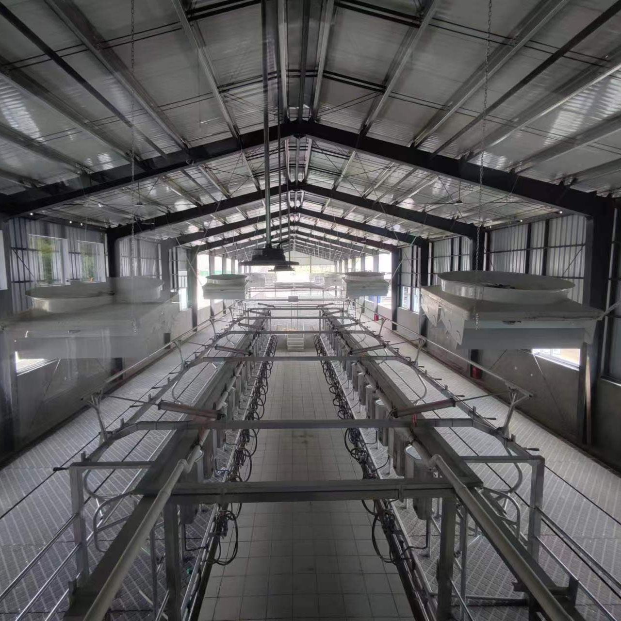 SCR鱼骨式挤奶机 奶牛场挤奶大厅设施设备 按养牛场实际定制