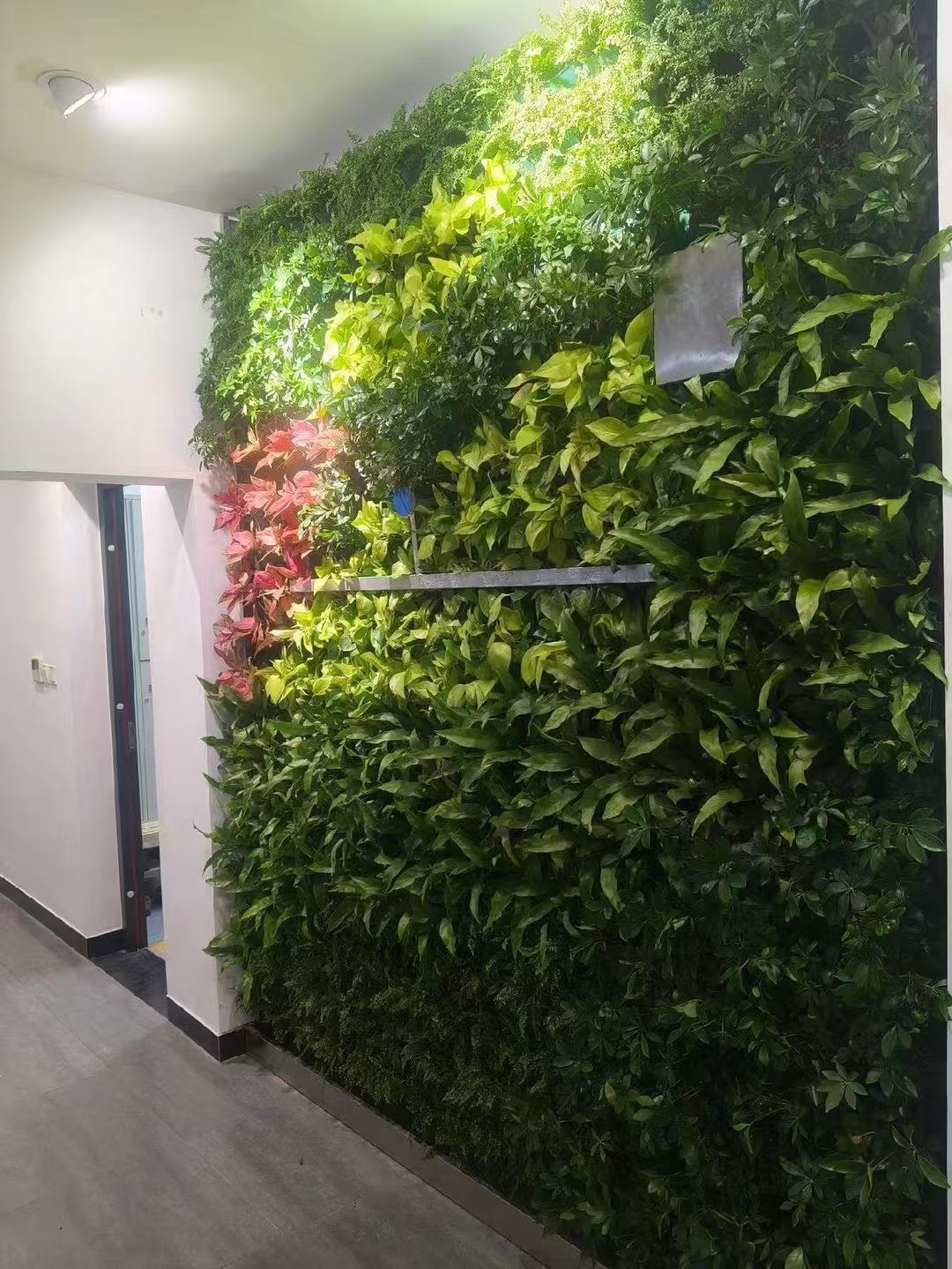 泰州 绿墙植物  款式多样