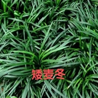 批发麦冬苗子药用绿化两用