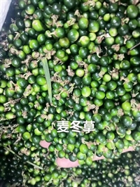 金叶麦冬草苗子详细解析