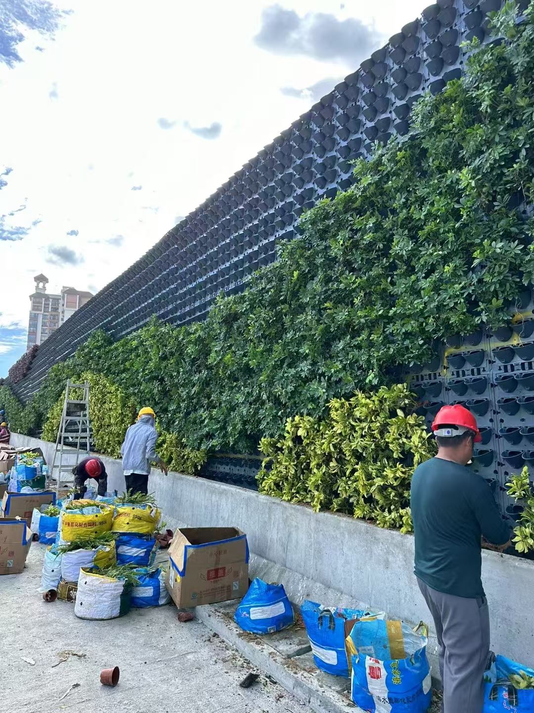 丽水 绿色植物墙  工厂货源