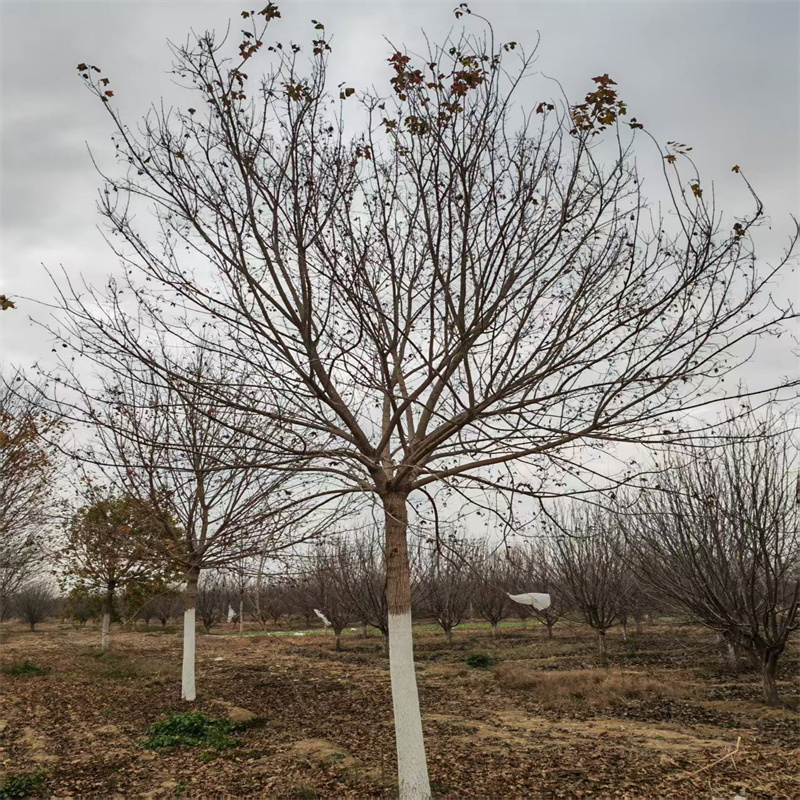 种植基地批发价格 11公分元宝枫价格 22公分元宝枫价格