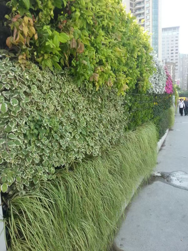 宁波 室内绿植景观  厂家