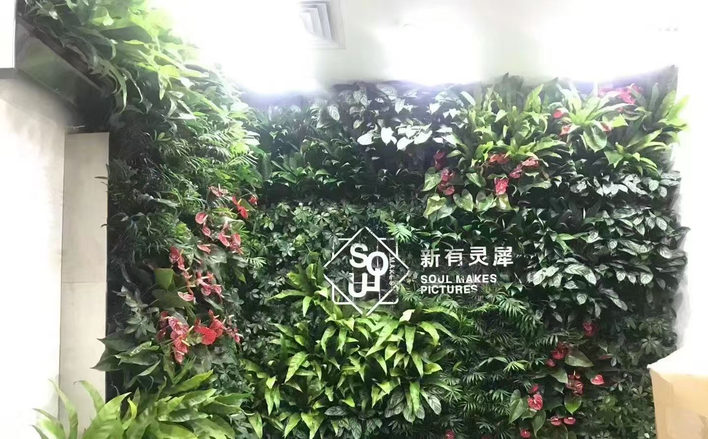 南京 绿墙植物  工厂供应