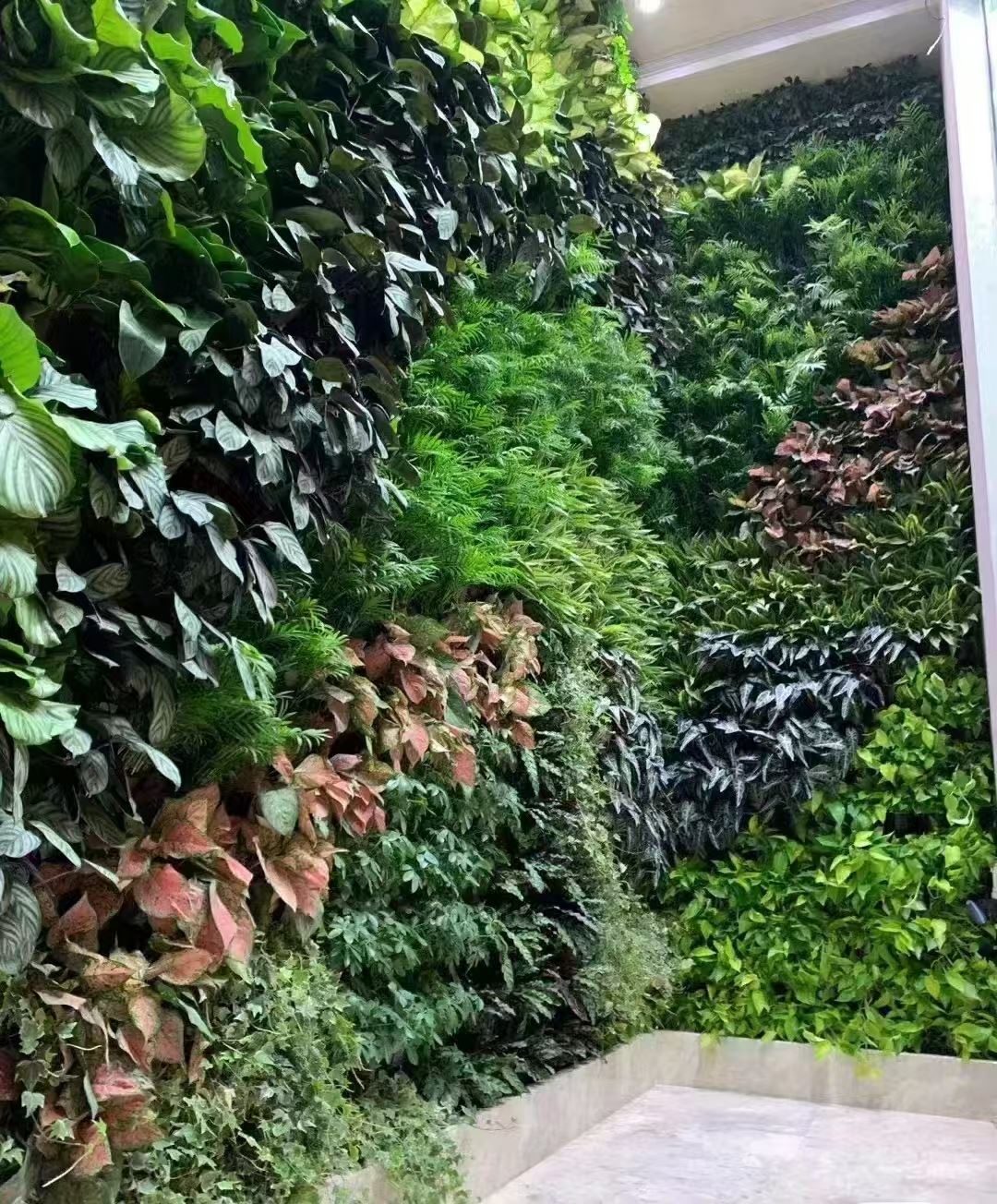 江苏 室内绿植景观  批发价格