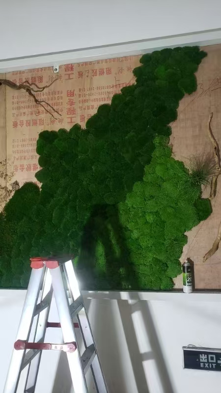 浙江 苔藓地毯  免费上门安装