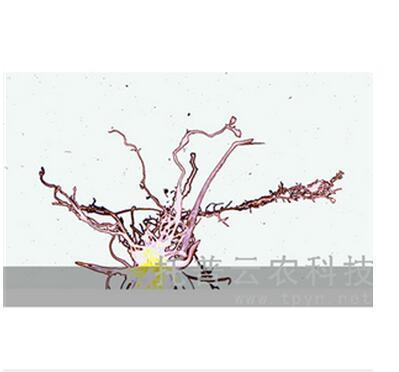 植物根系分析系统，植物生长从根开始