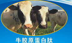 牛胶原蛋白原料 出口美国