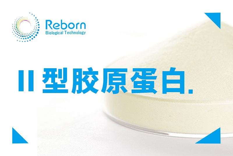 Ⅱ型胶原蛋白