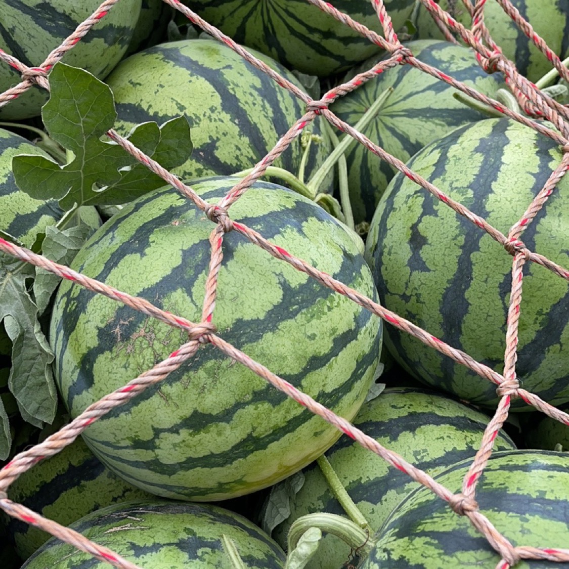 西瓜怎么长出来视频 b_4260922202601051651559281.jpg