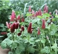 大红花三叶草草籽批发商家