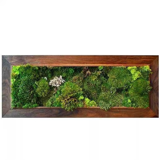 江苏 造型苔藓  工厂价格实惠