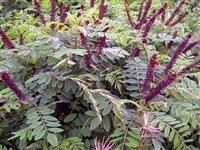 紫穗槐种子大量批发价格便宜