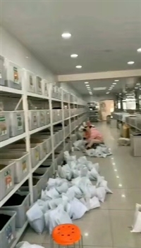 薰衣草种子新疆产地质量好