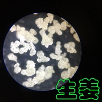 番茄汁喷雾造粒干燥塔-低温塔-常州永昌制粒
