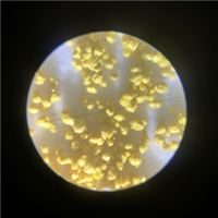 盐藻喷雾流化造粒塔-低温塔-常州永昌制粒