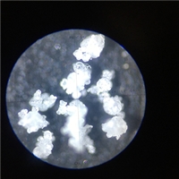 低聚异麦芽糖速溶粉喷雾干燥机-低温塔-常州永昌制粒