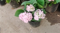 绣球花苗子批发品种多规格齐全