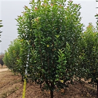 北美海棠种植技术 11公分北美海棠价格 28公分北美海棠价格