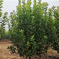 北美海棠种植技术 5公分北美海棠价格 24公分北美海棠价格