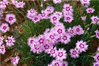 矮生地被类花卉石竹种子