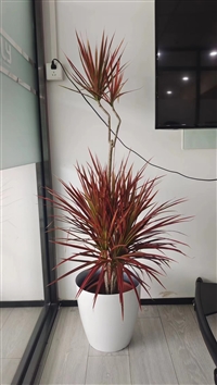 北京绿植租摆 办公室租花租绿植服务 北京绿锦缘园艺有限公司