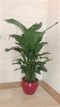 望京办公室植物租赁 办公花卉绿植租摆出租