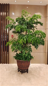 北京花卉租摆租赁服务 北京花卉租摆