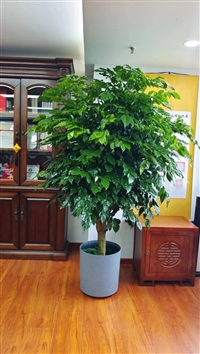 北京绿植租摆 北京花卉绿植租赁服务价格