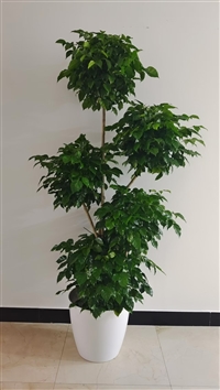 双井花卉绿植租摆出租服务公司