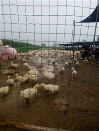 荷兰网养殖场围栏防护网