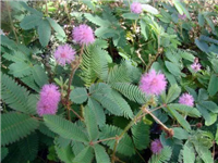 含羞草种子价格和种植