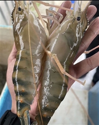 罗氏虾苗多久能长大 广西虾苗养殖基地