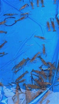 广西罗氏虾苗养殖批发基地规模