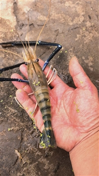 桂优罗氏虾苗一万尾多少钱 广西罗氏虾苗养殖技术